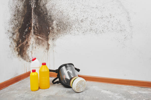 Best Home Mold Removal  in Rendon, TX