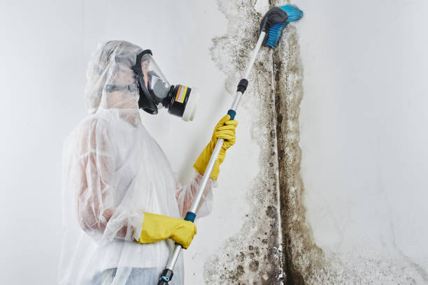 Best Black Mold Removal  in Rendon, TX