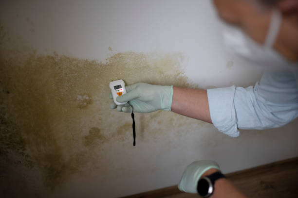 Best Residential Mold Removal  in Rendon, TX