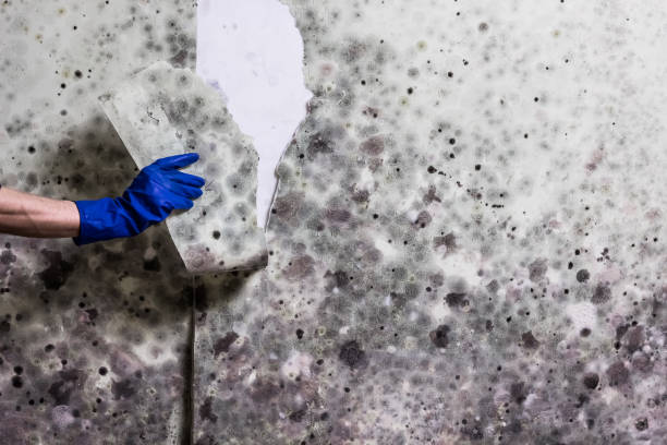 Best Office Mold Removal Services  in Rendon, TX
