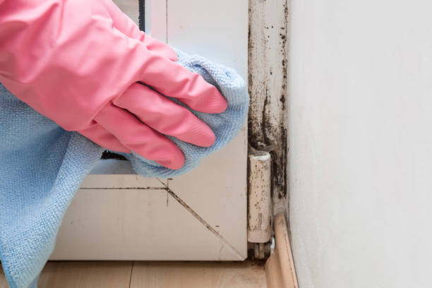 Best Mold Testing  in Rendon, TX